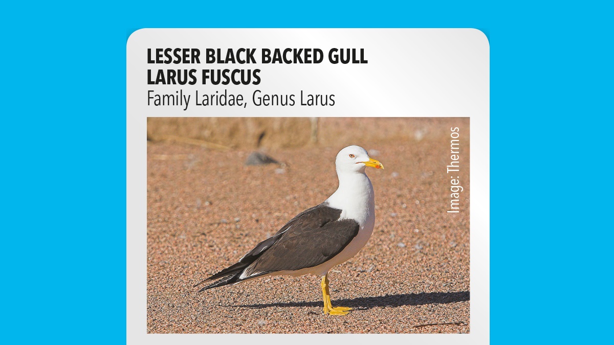 Lesser black backed gull Larus fuscus